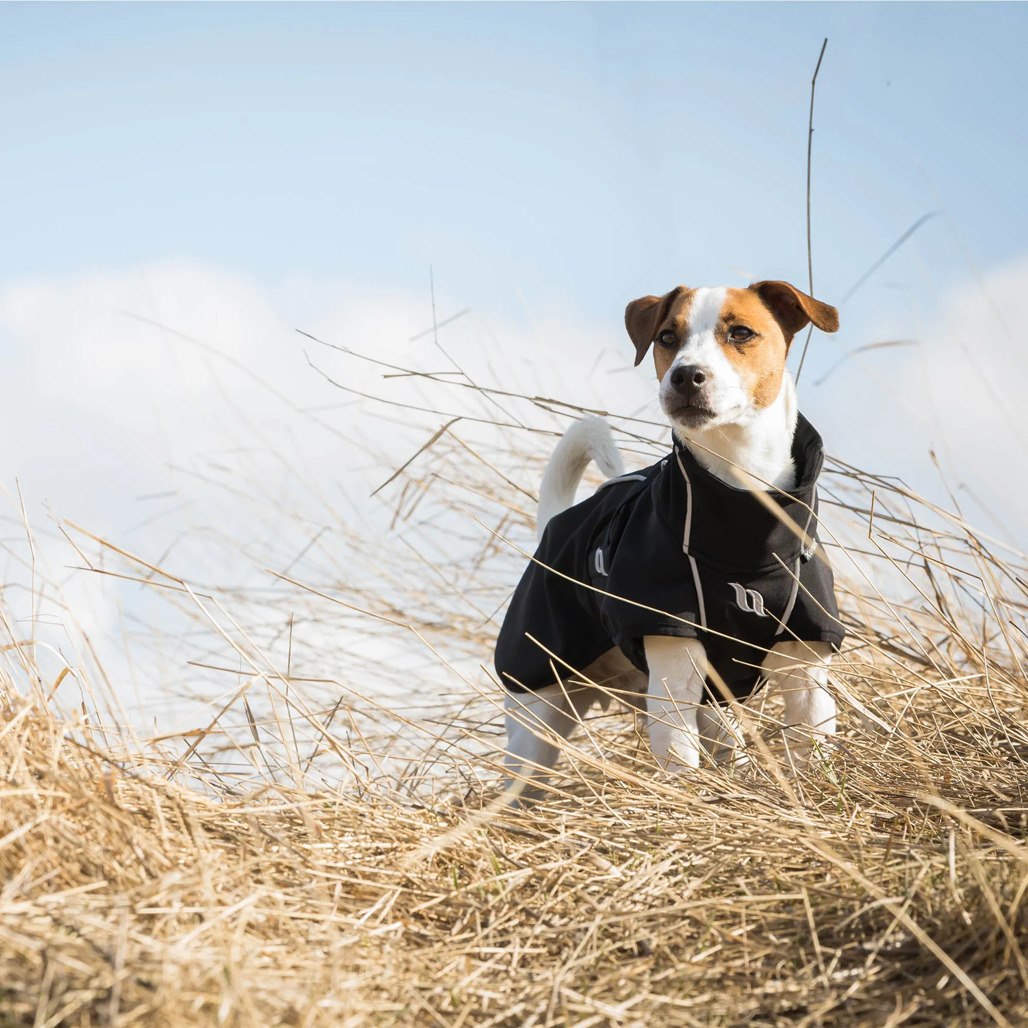 Bark All-Around Dog Coat - For High Tail Set Dogs